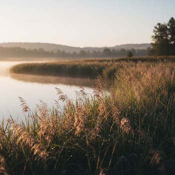 Curving reed edge with soft morning light