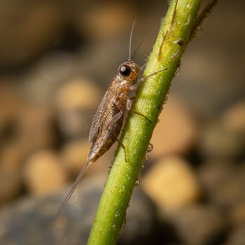 Macro of creek nymph on reed stem
